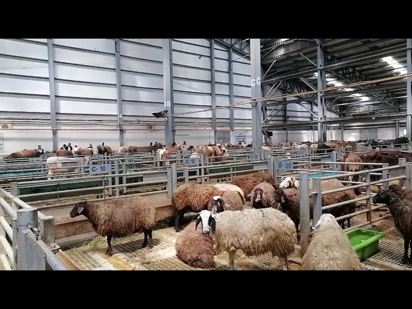 Erzurum'da Kurban Bayramı Öncesi Hayvan Pazarında Hareketlilik Başladı