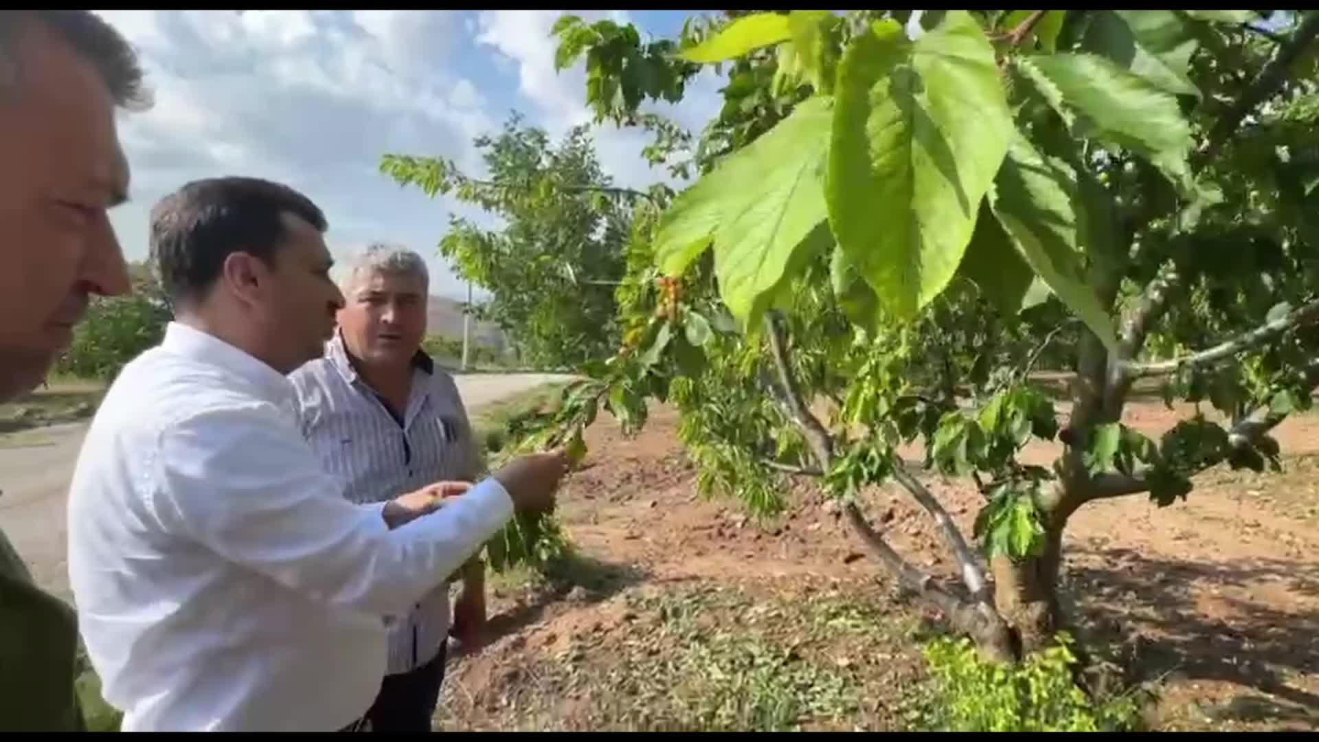 Manisa'da Dolu Felaketi: Çiftçiler Zarar Gördü ve Çaresiz Kaldı